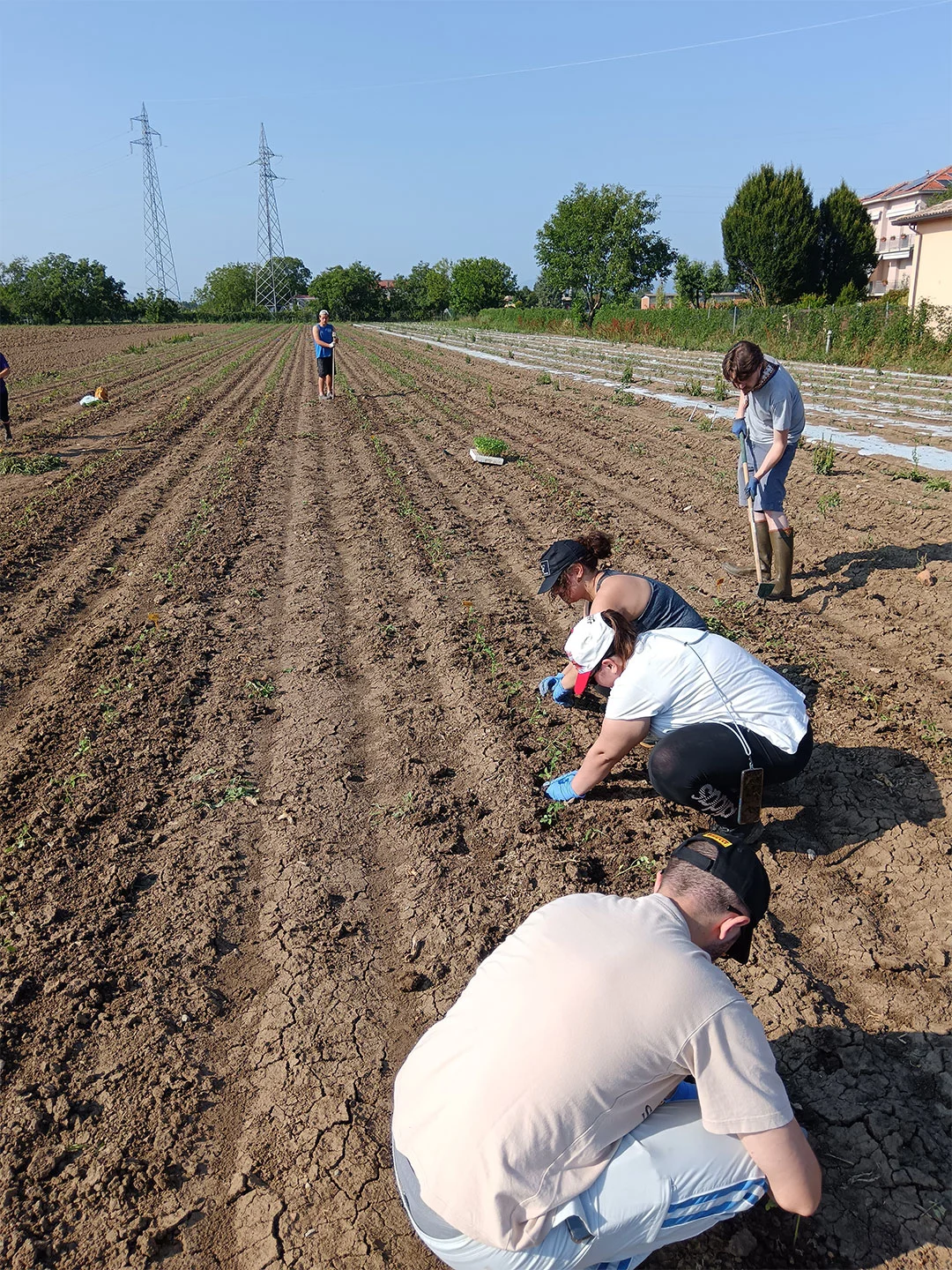 Severe Weather Event Impacts Parma Field Trial